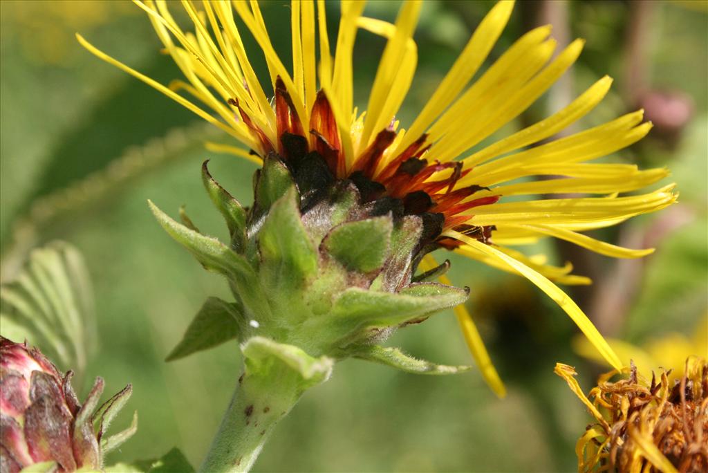 Inula racemosa (door Gertjan van Mill)