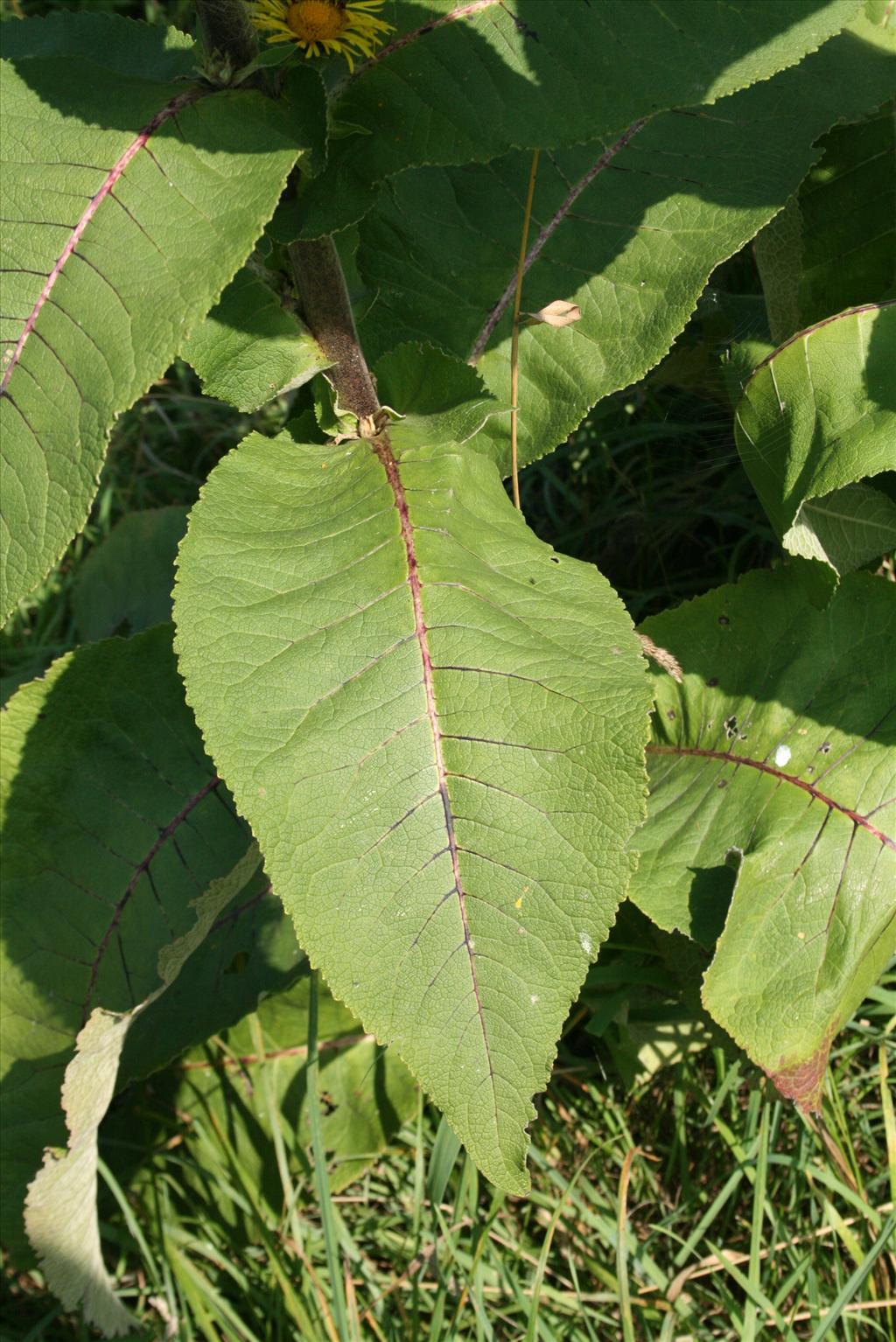 Inula racemosa (door Gertjan van Mill)