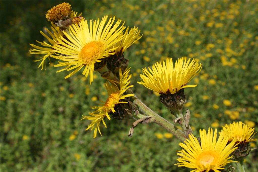 Inula racemosa (door Gertjan van Mill)