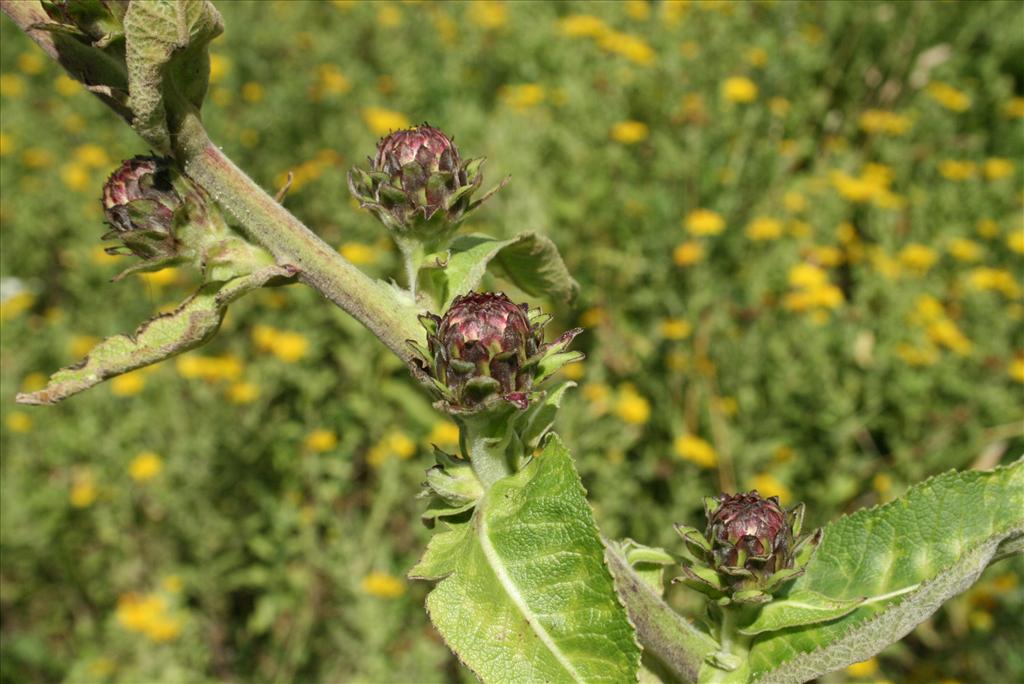 Inula racemosa (door Gertjan van Mill)