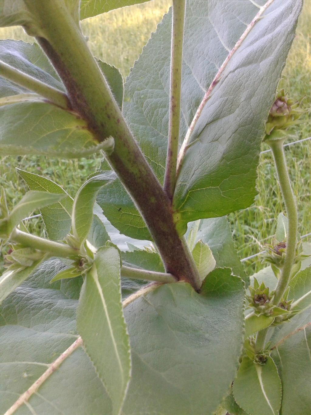 Inula racemosa (door Edwin Dijkhuis)