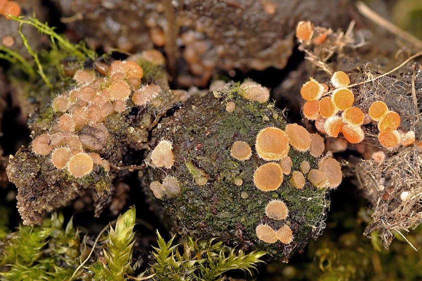 Iodophanus carneus (door Henk Huijser)