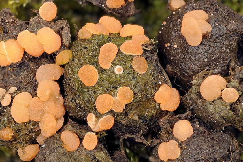 Iodophanus carneus (door Henk Huijser)