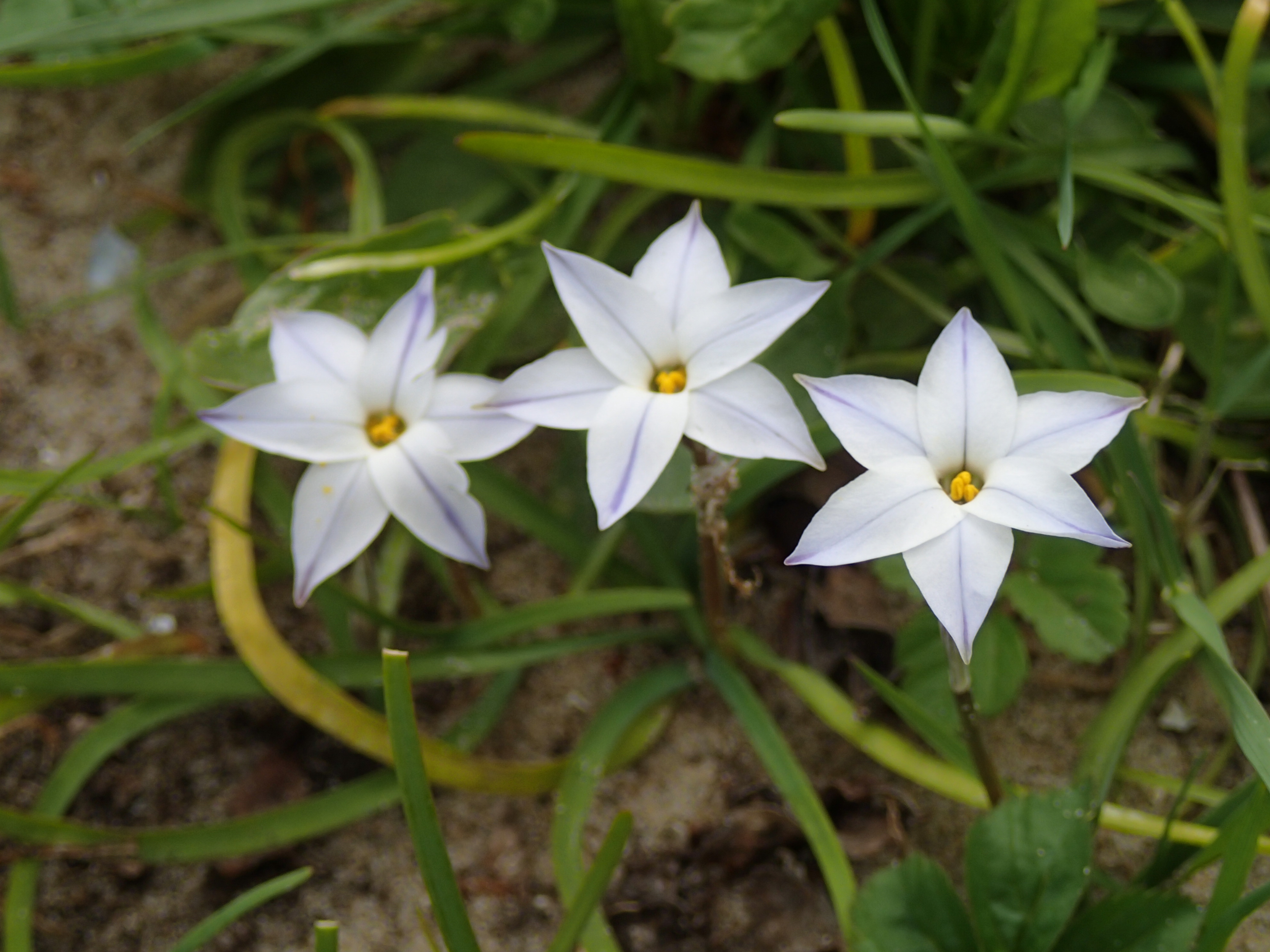 Ipheion uniflorum (door Adrie van Heerden)