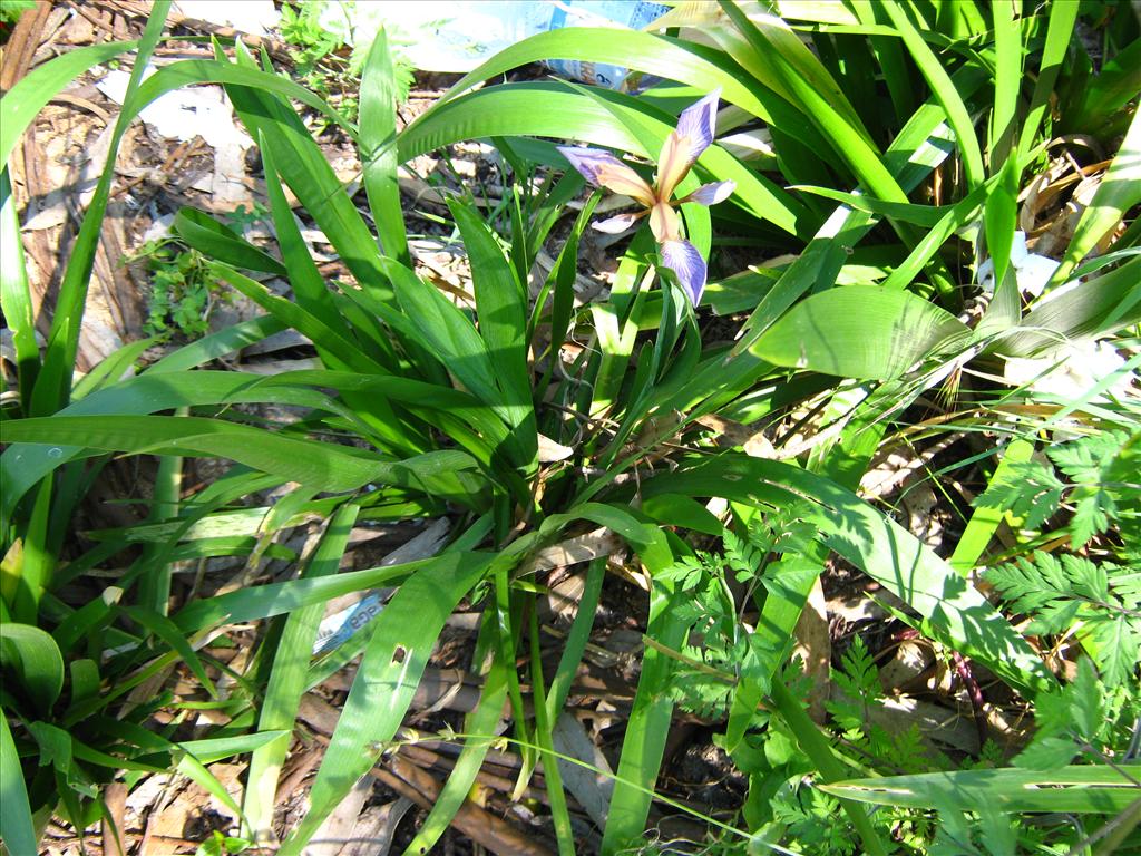 Iris foetidissima (door Toon Verrijdt)