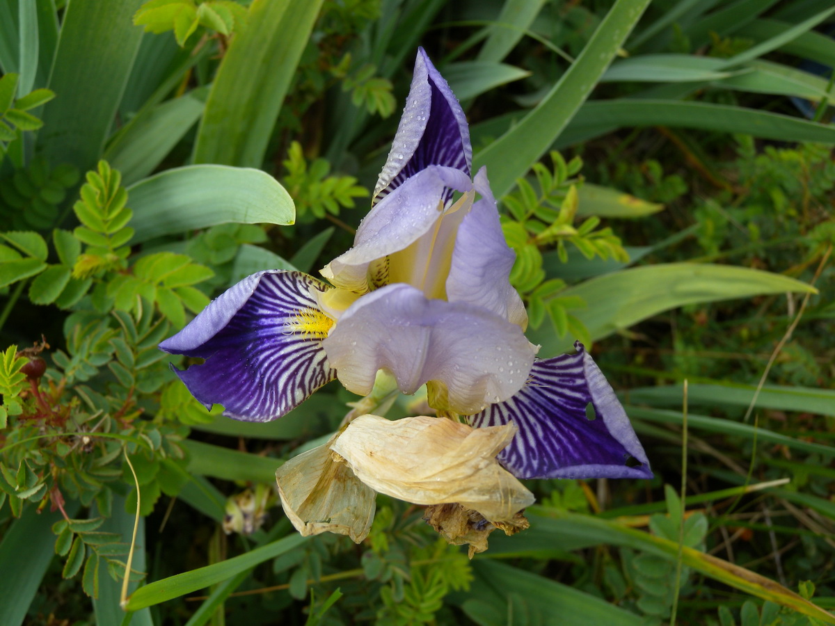 Iris germanica (door Hans Toetenel)