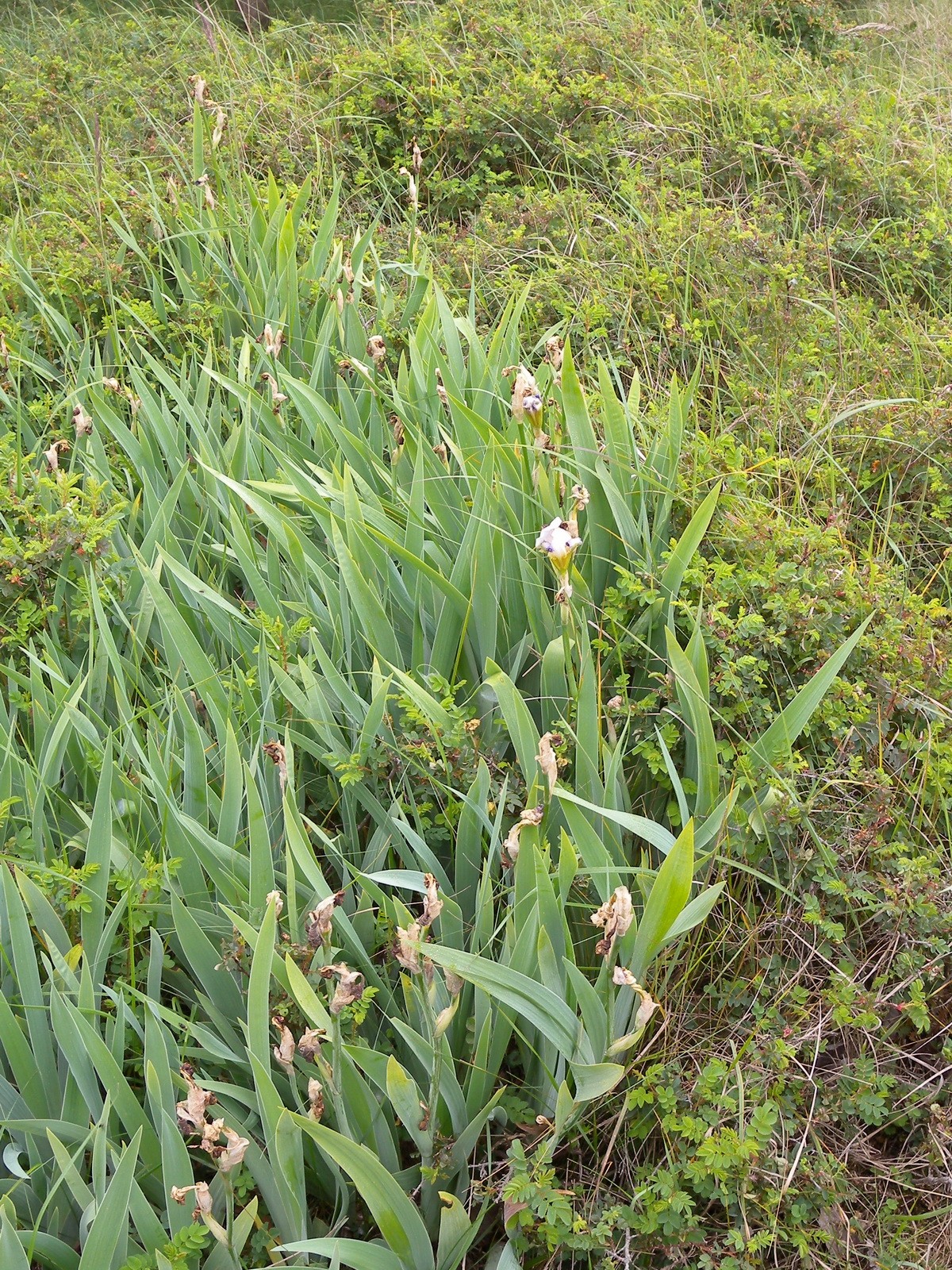 Iris germanica (door Hans Toetenel)