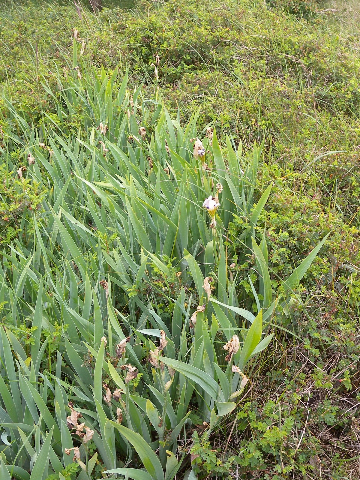 Iris germanica (door Hans Toetenel)