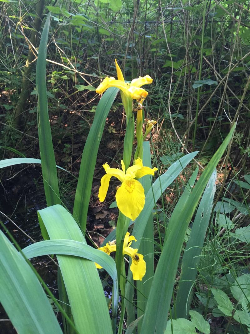 Iris pseudacorus (door Pieter Stolwijk)