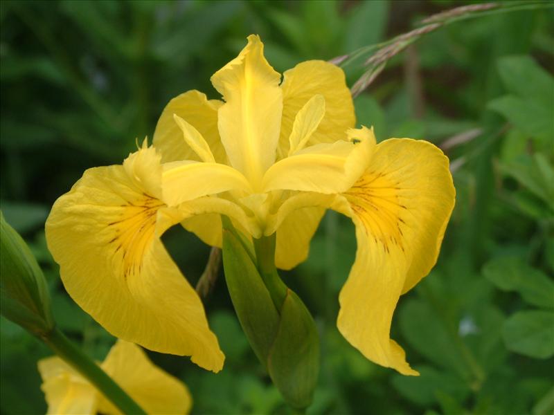 Iris pseudacorus (door Adrie van Heerden)