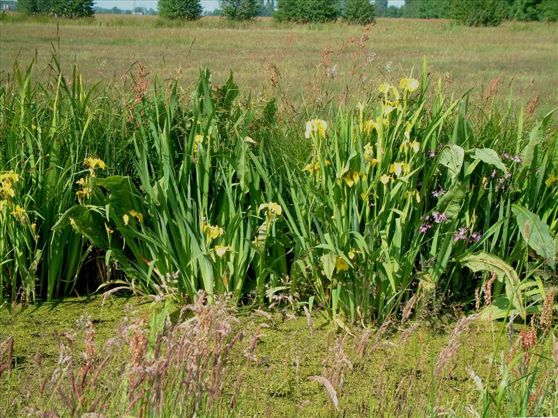 Iris pseudacorus (door Adrie van Heerden)