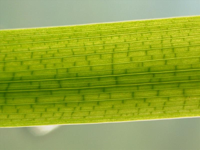 Iris pseudacorus (door Adrie van Heerden)