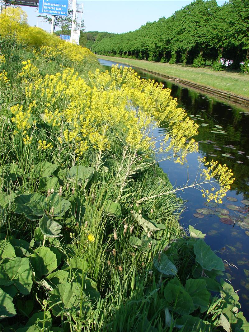 Isatis tinctoria (door Adrie van Heerden)