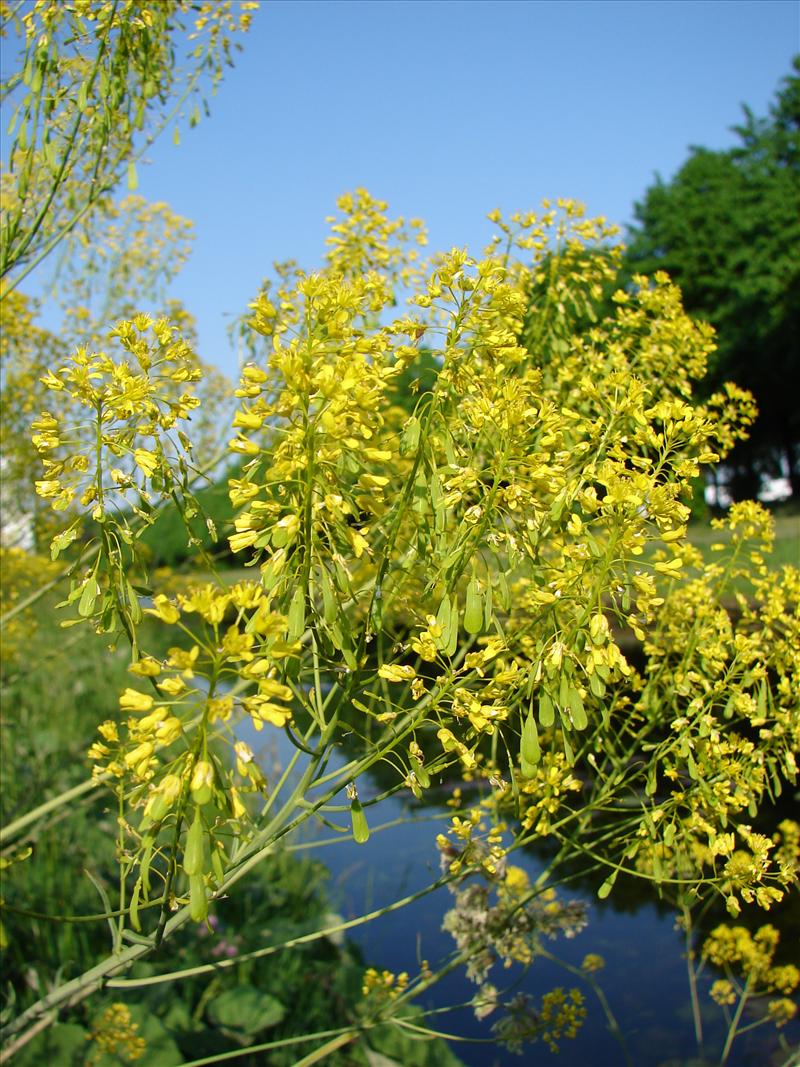 Isatis tinctoria (door Adrie van Heerden)