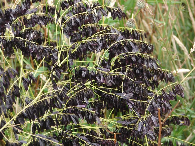 Isatis tinctoria (door Adrie van Heerden)