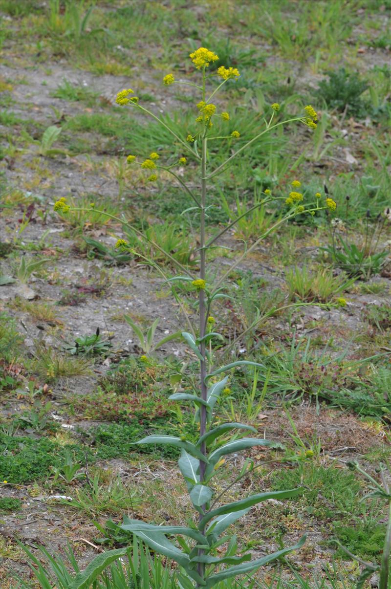 Isatis tinctoria (door Hans Toetenel)