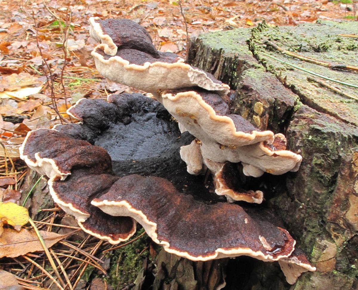 Ischnoderma benzoinum (door Eduard Osieck)