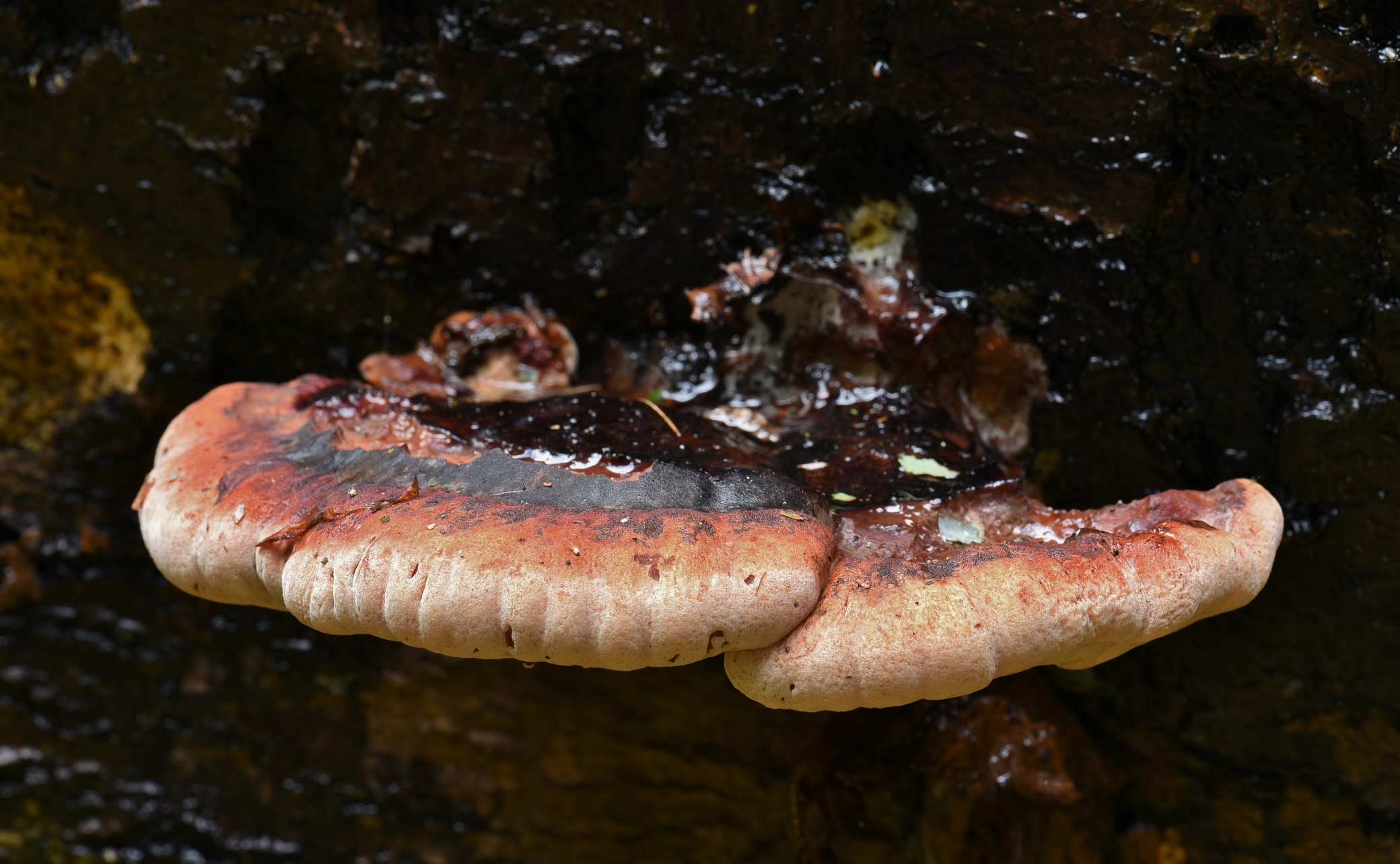 Ischnoderma resinosum (door Laurens van der Linde)