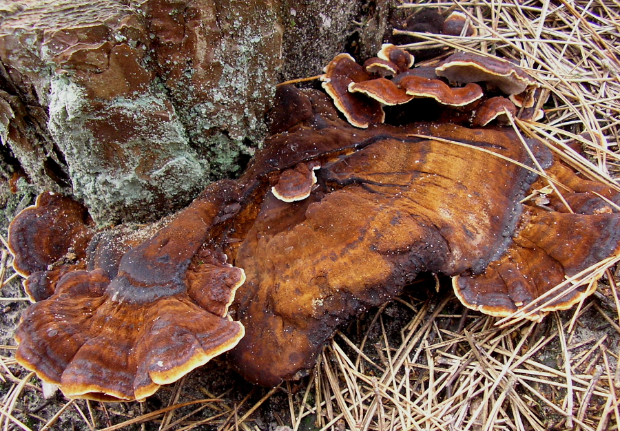 Ischnoderma benzoinum (door Aldert Gutter)