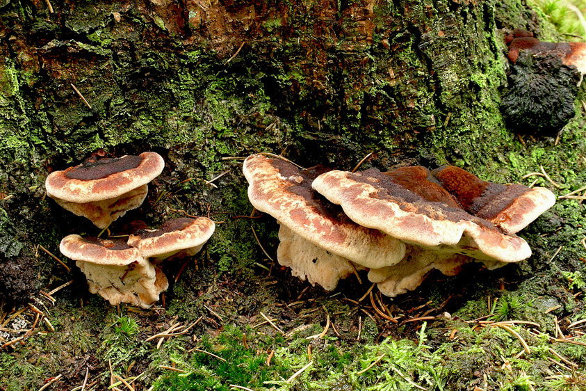 Ischnoderma benzoinum (door Henk Huijser)