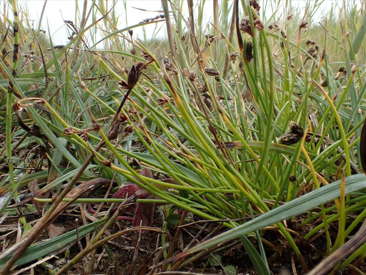 Isolepis setacea (door Adrie van Heerden)