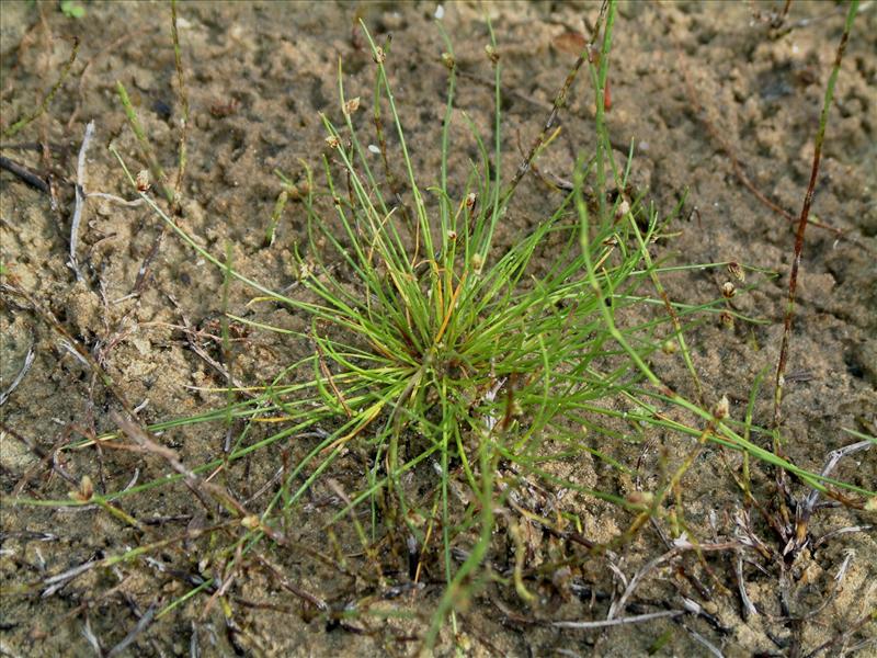 Isolepis setacea (door Adrie van Heerden)