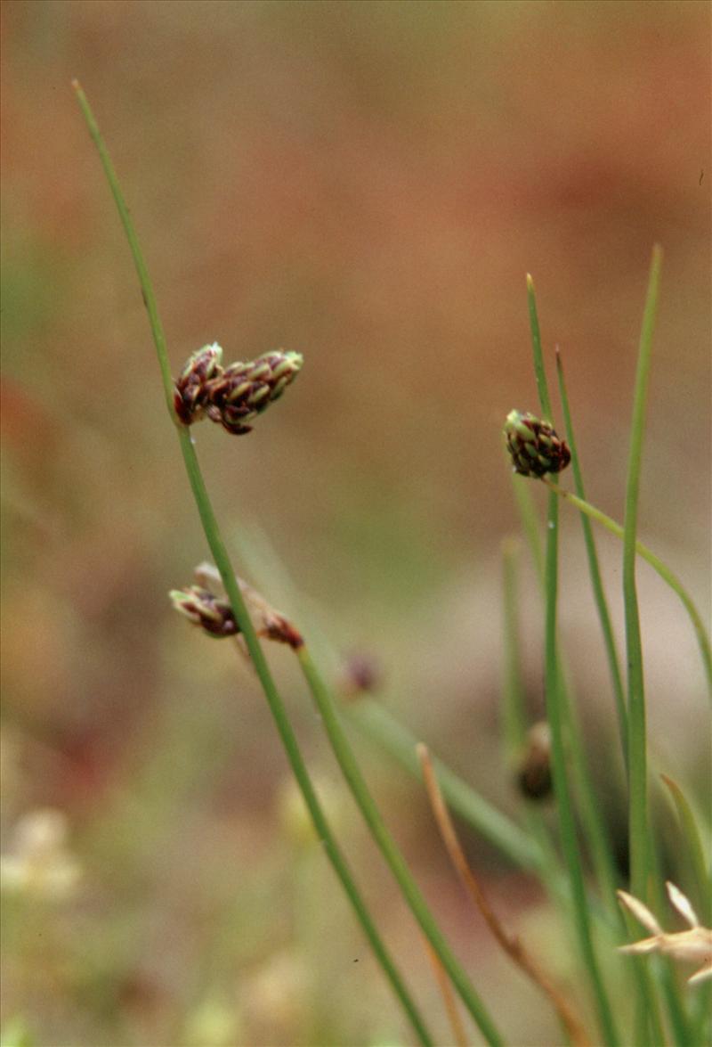 Isolepis setacea (door Adrie van Heerden)