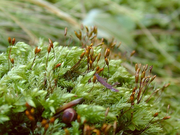 Isothecium alopecuroides (door Michael Lueth (www.milueth.de))