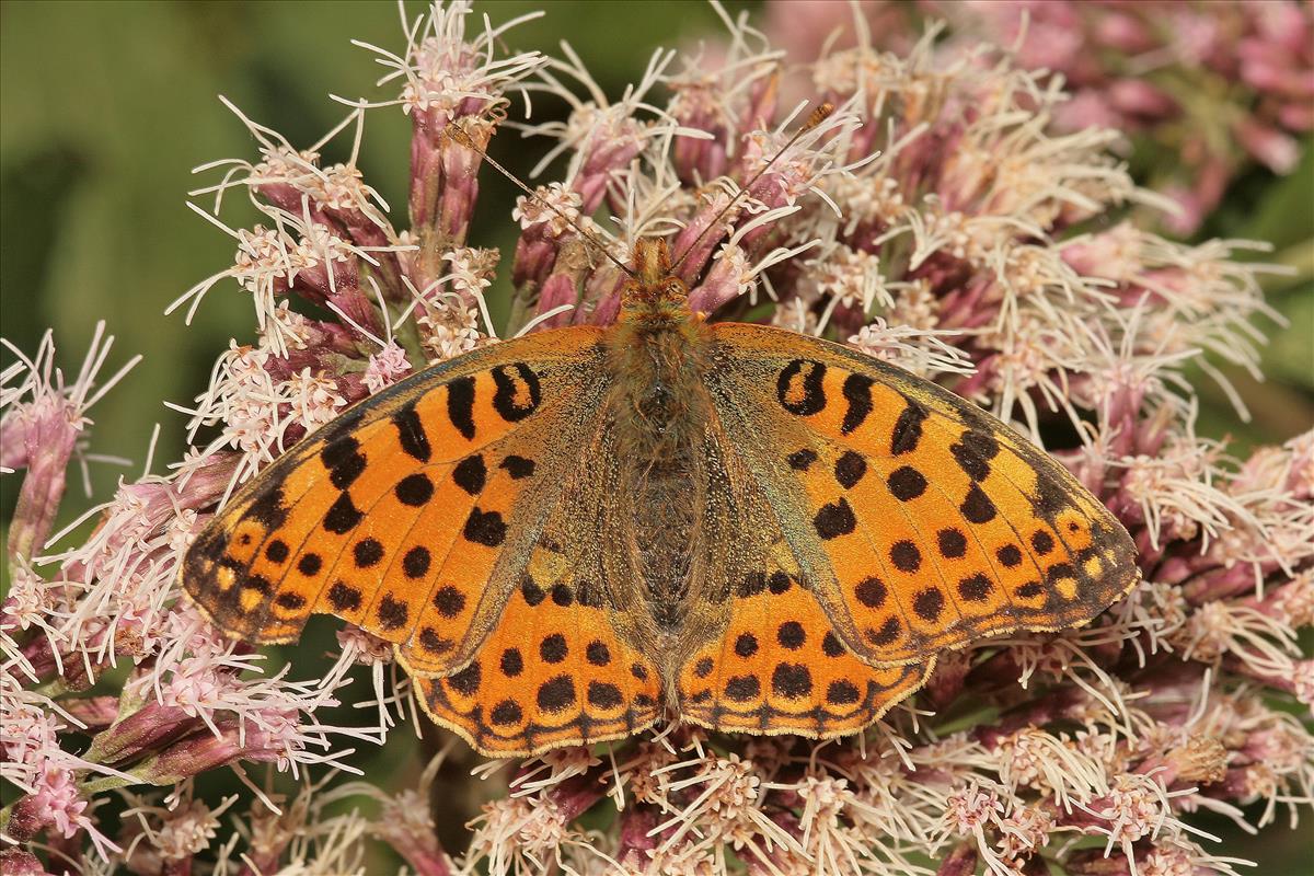 Issoria lathonia (door Jan Kersten)