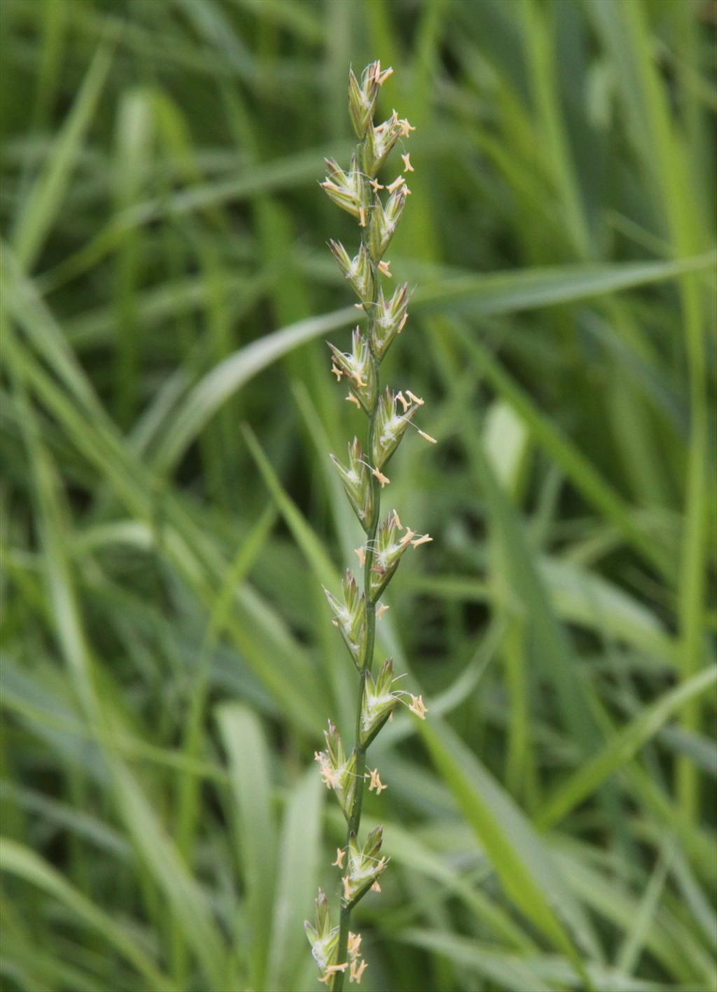 Lolium multiflorum (door Peter Meininger)