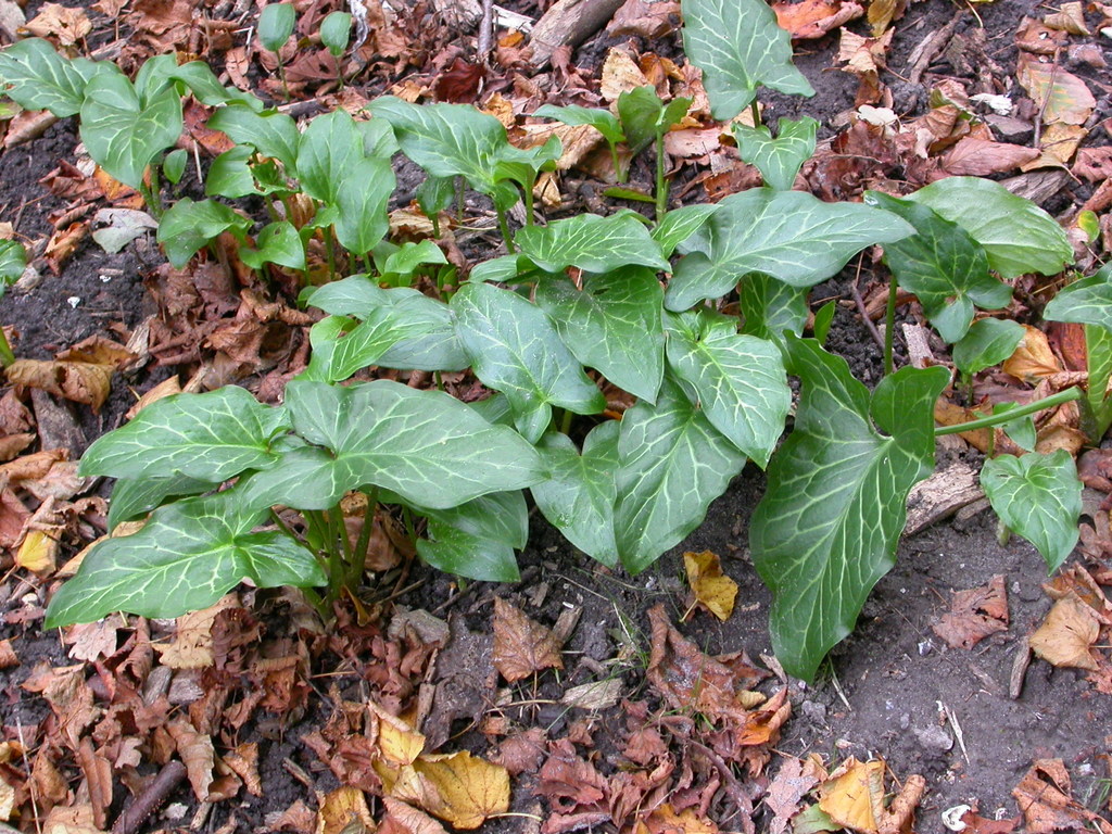 Arum italicum (door Peter Meininger)