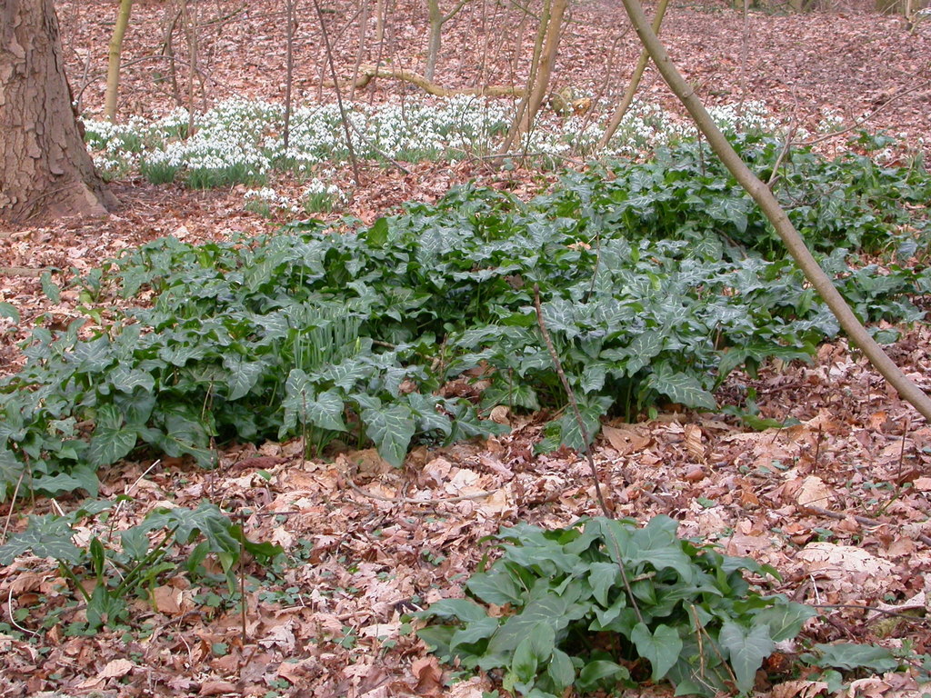 Arum italicum (door Peter Meininger)