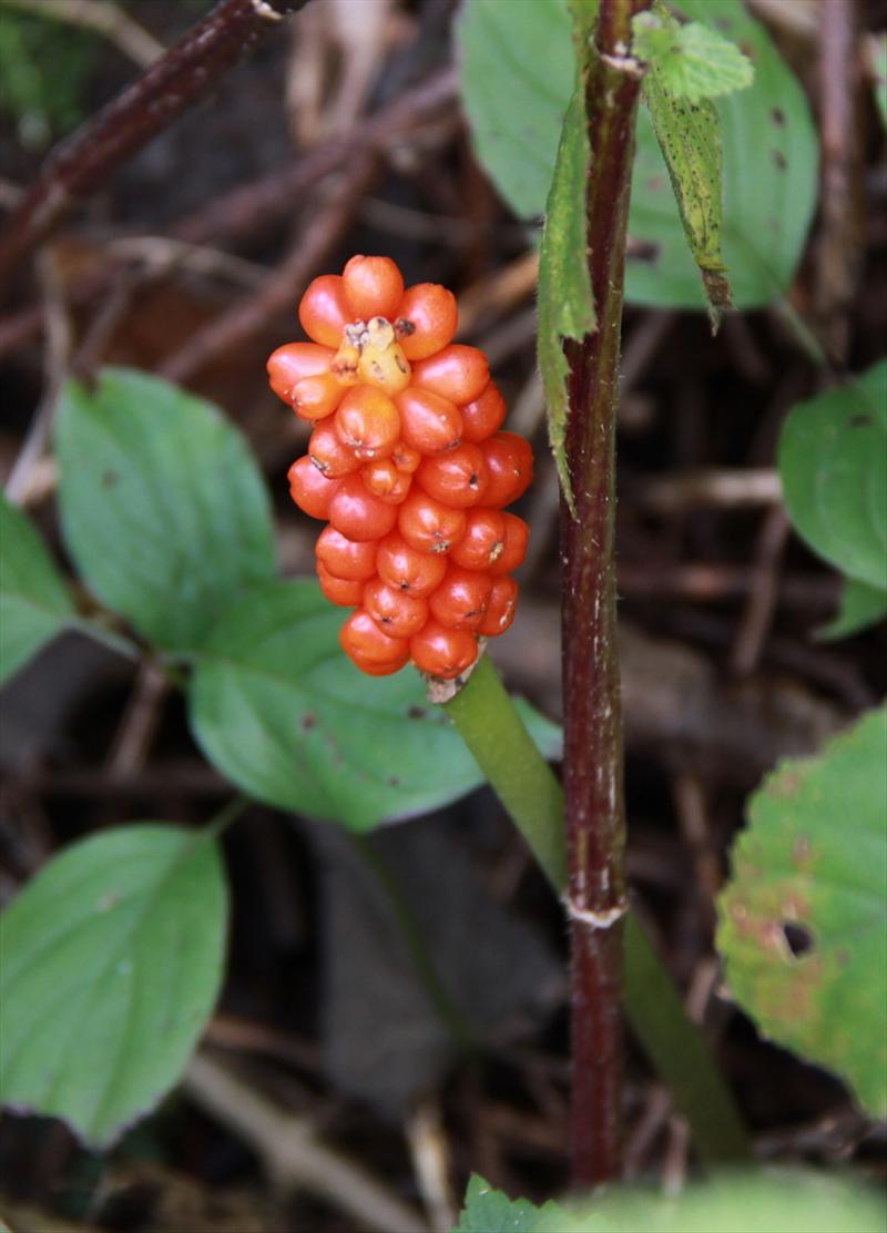 Arum italicum (door Peter Meininger)