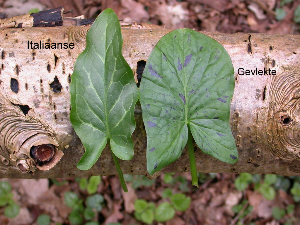 Arum italicum (door Peter Meininger)