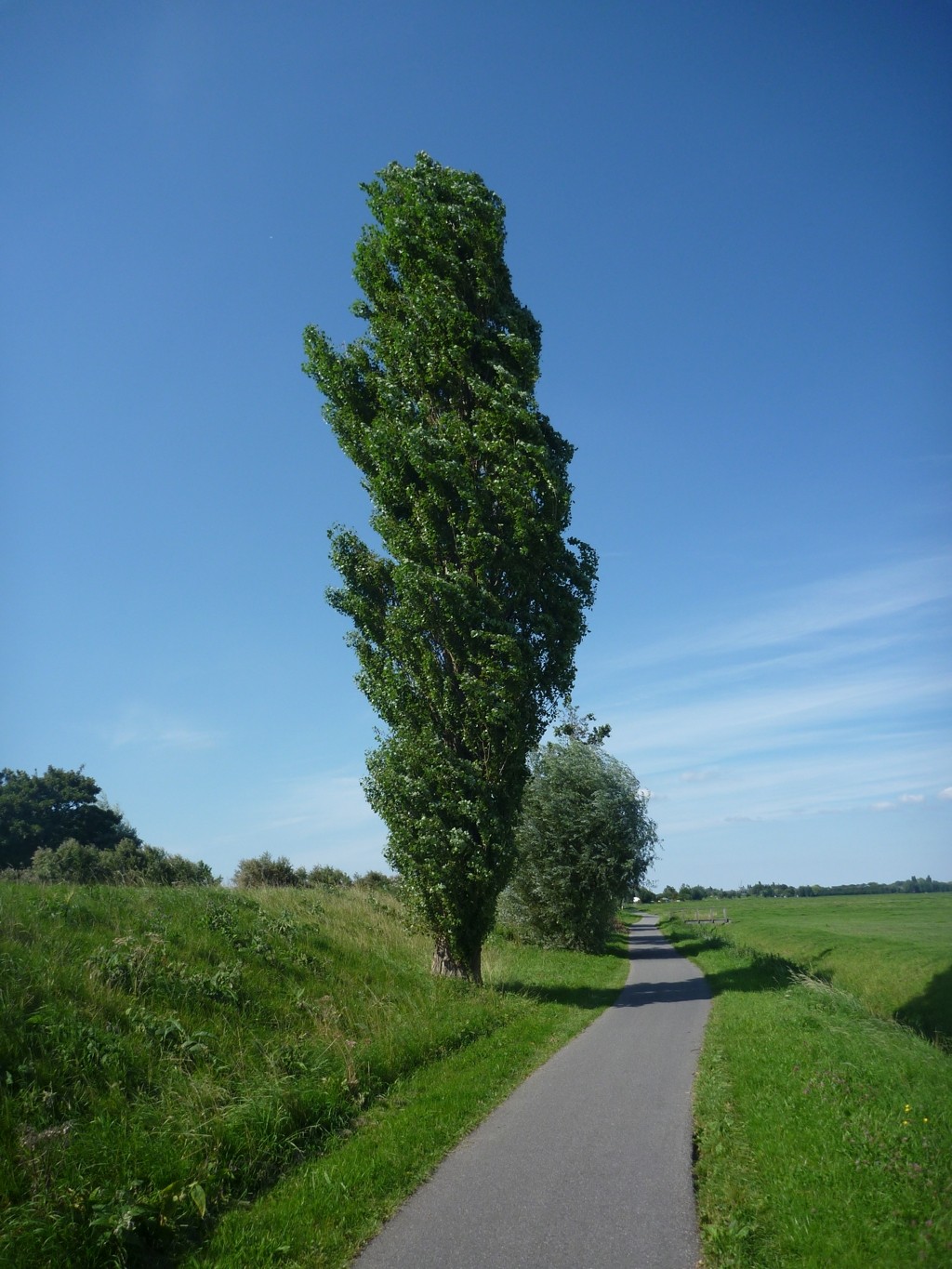 Populus nigra 'Italica' (door Cor Nonhof)