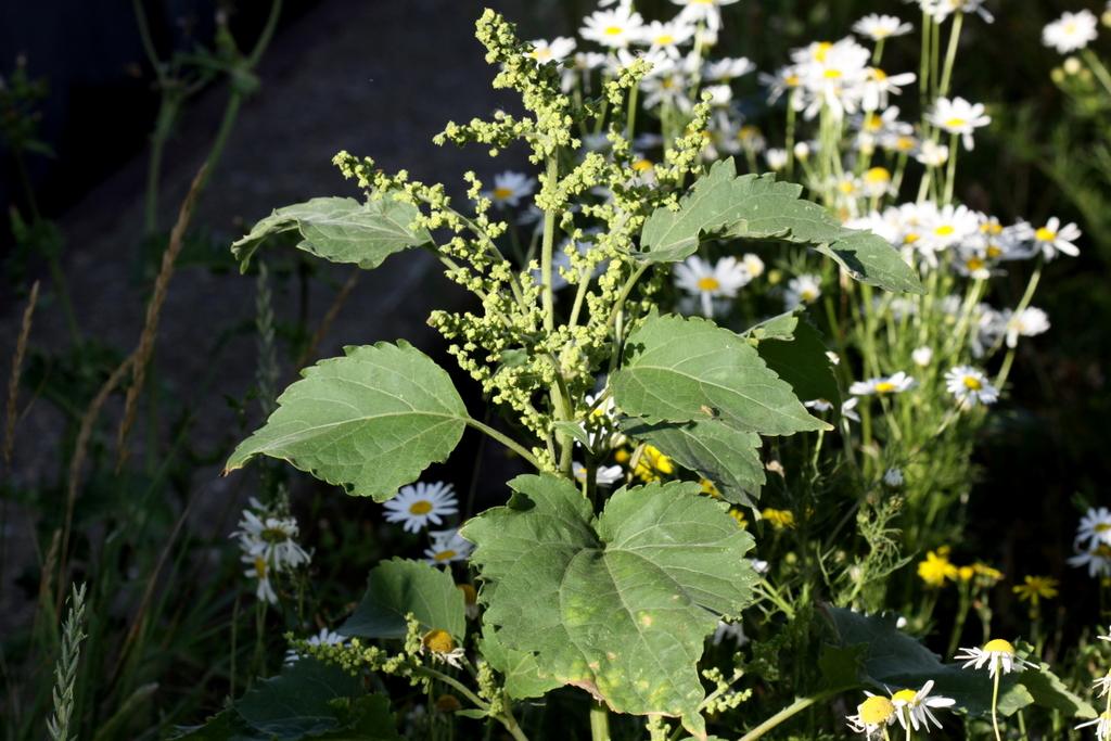 Iva xanthifolia (door Peter Meininger)