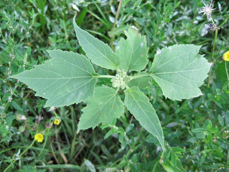 Iva xanthifolia (door Grada Menting)