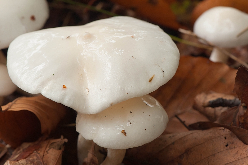 Hygrophorus eburneus (door Wijnand van Buuren)