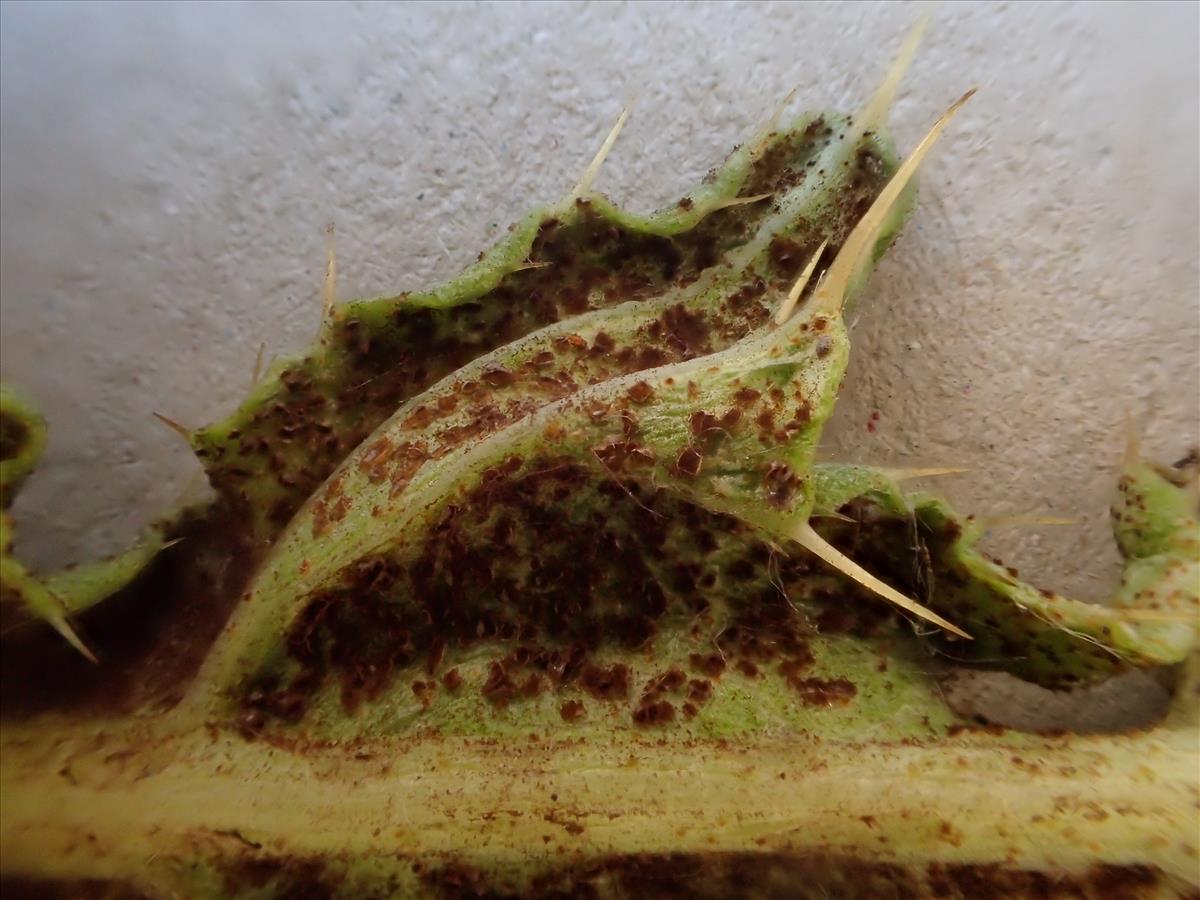 Puccinia punctiformis (door Leo Jalink)