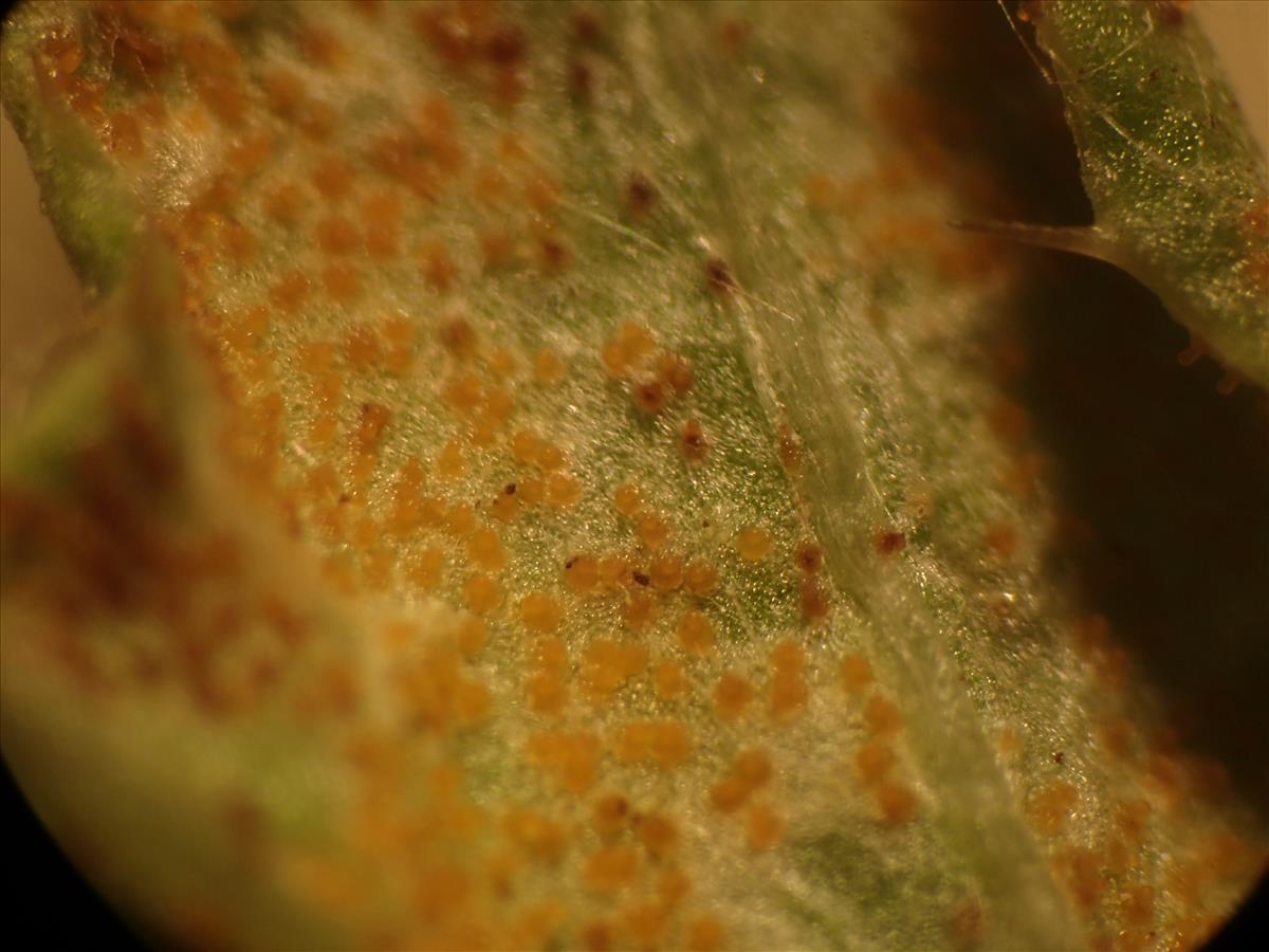 Puccinia punctiformis (door Leo Jalink)