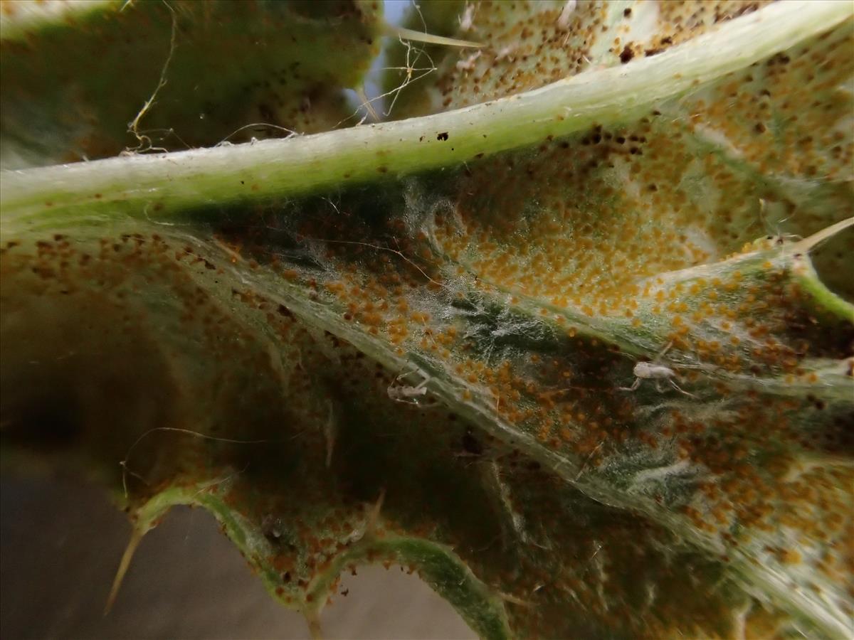 Puccinia punctiformis (door Leo Jalink)