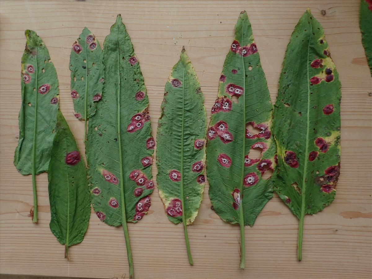 Puccinia phragmitis (door Leo Jalink)