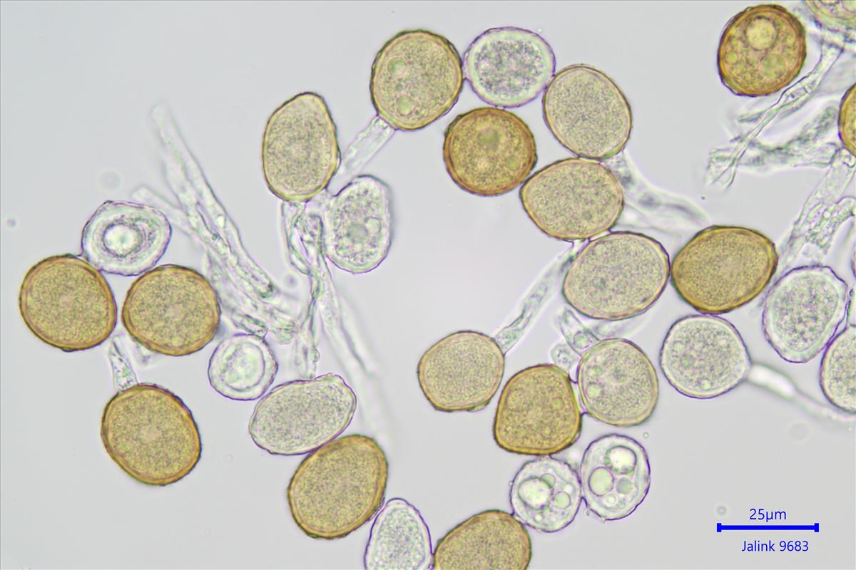 Puccinia caricina (door Leo Jalink)