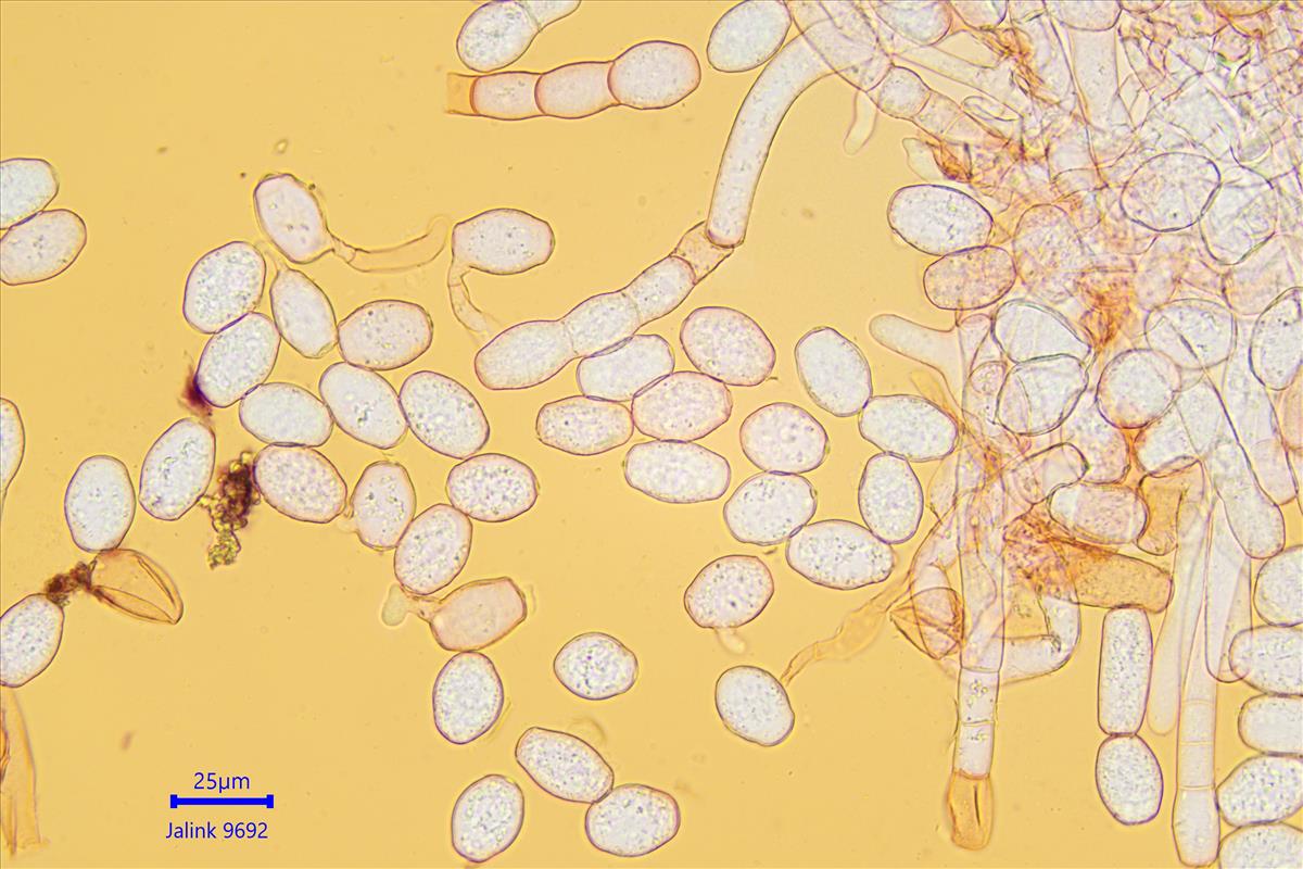 Golovinomyces cynoglossi (door Leo Jalink)