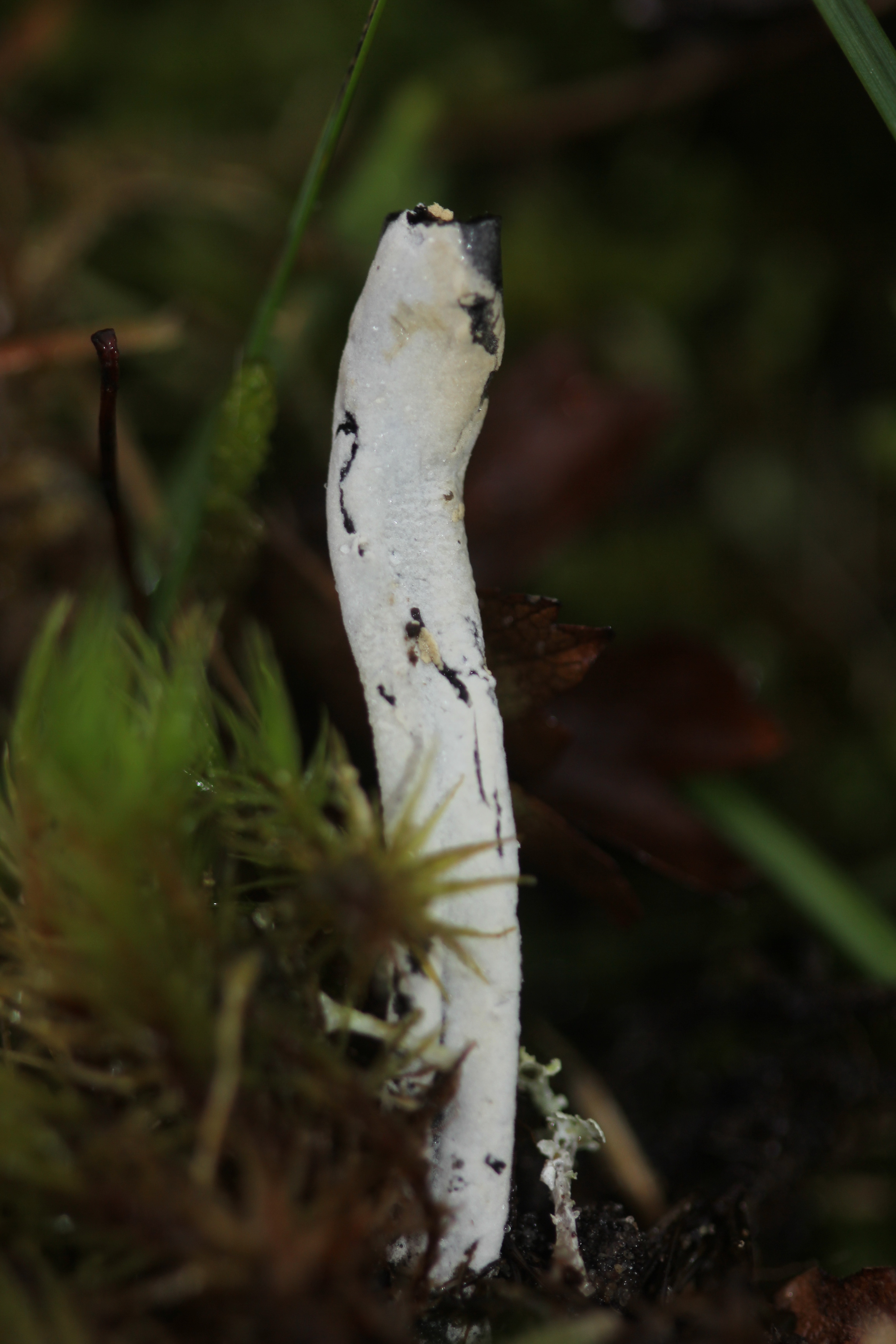 Hypomyces papulasporae (door Jan-Jaap Spaargaren (det. L. Jalink))