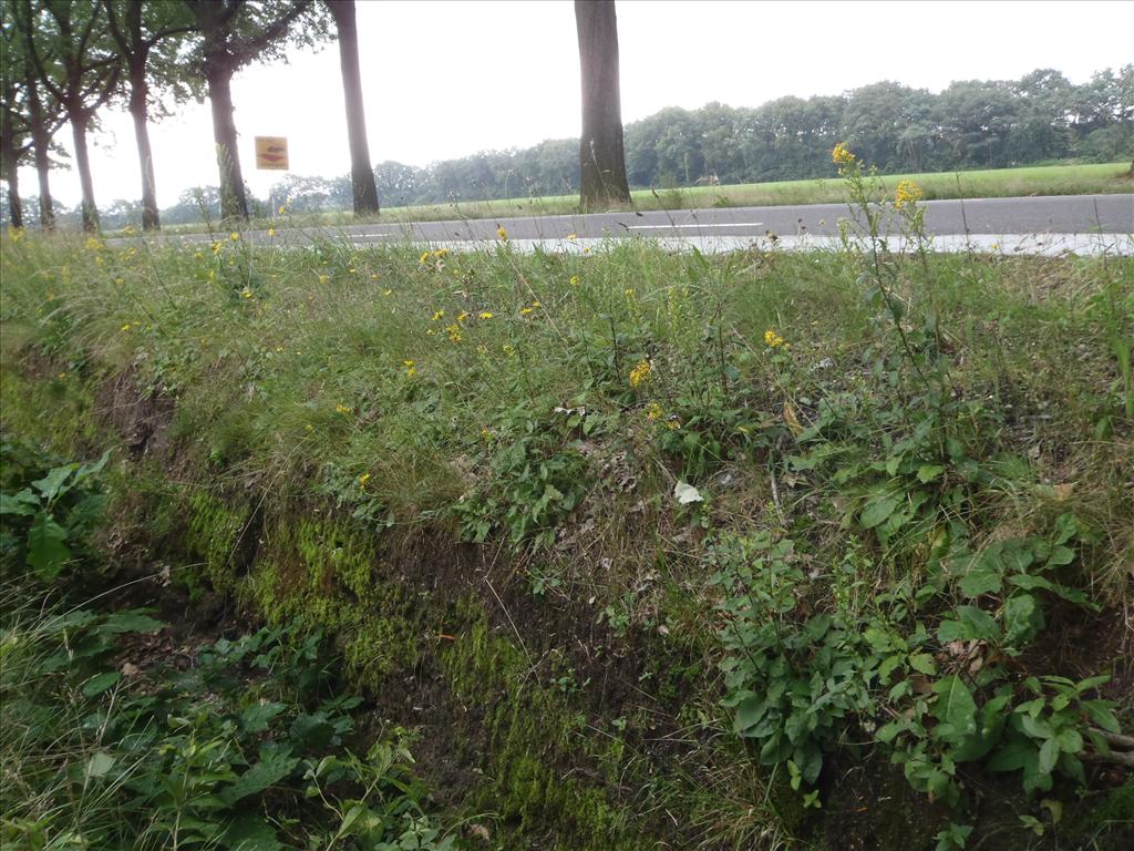 Solidago virgaurea (door Johan Loermans)