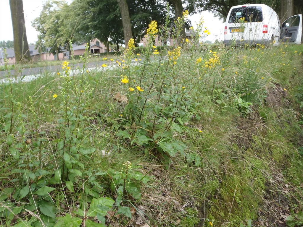 Solidago virgaurea (door Johan Loermans)