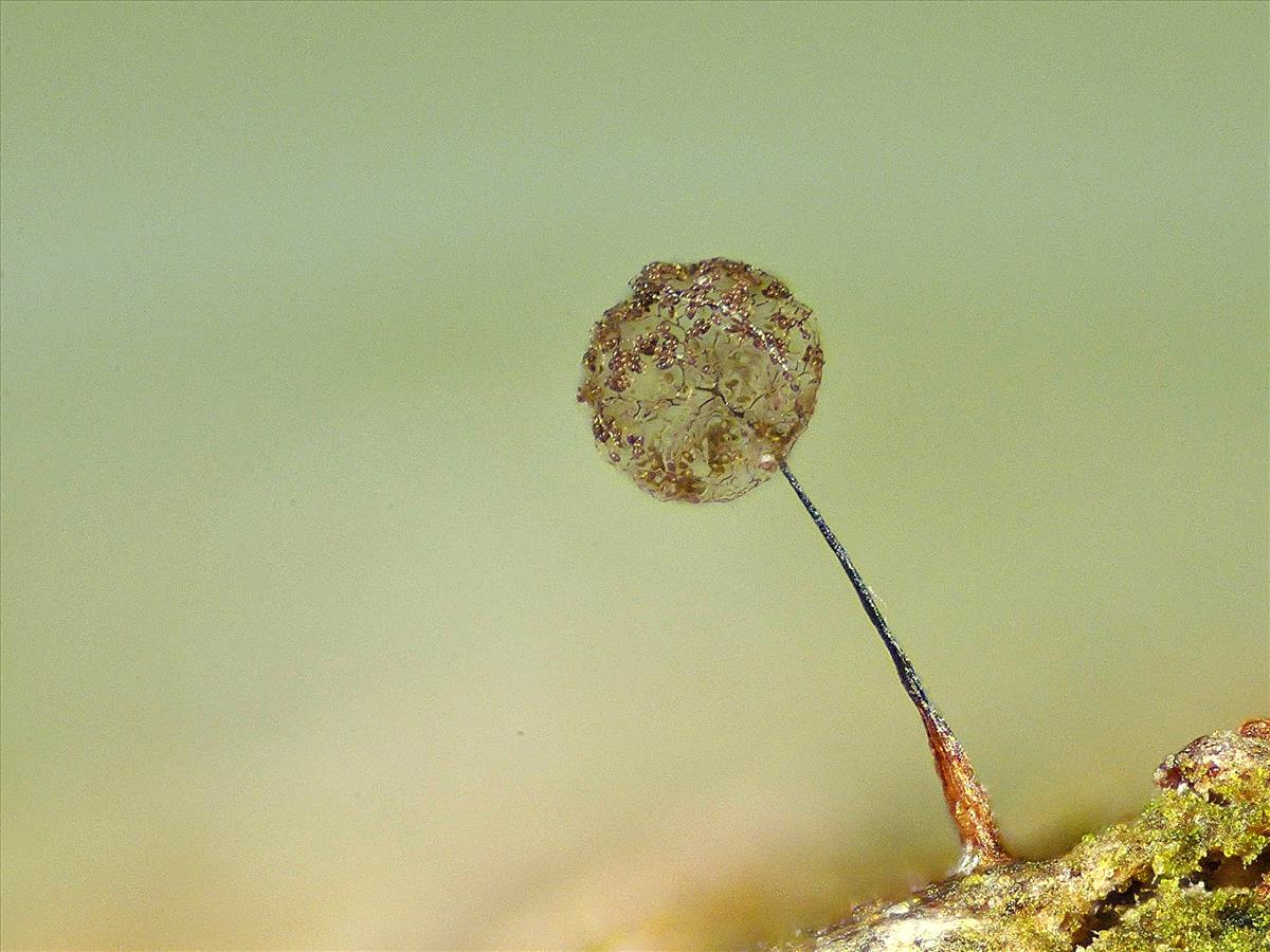 Macbrideola cornea (door Jan Plaisier)