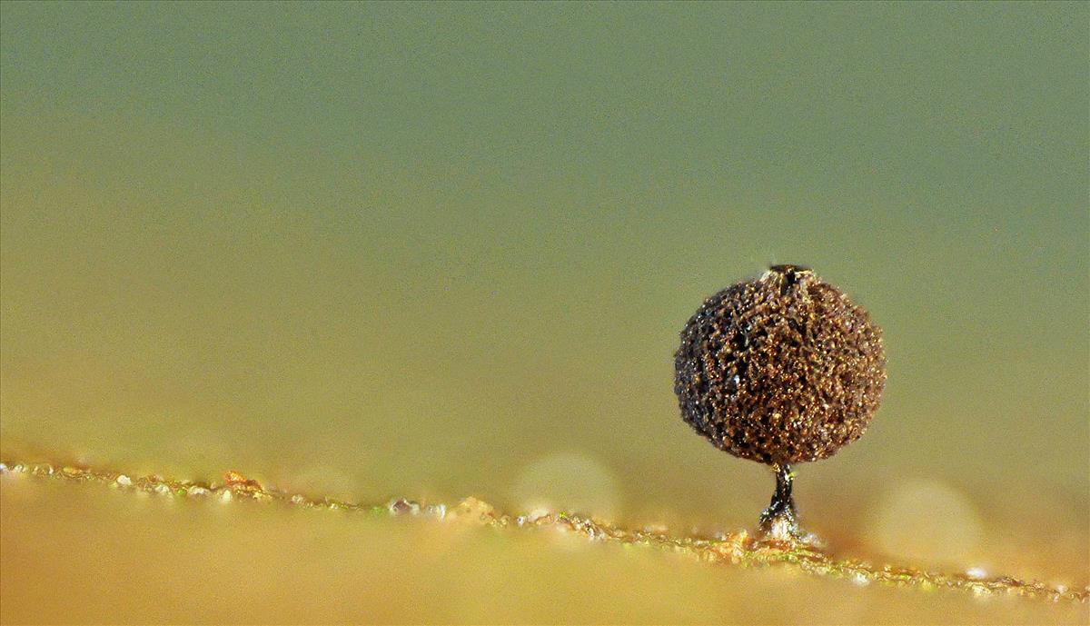 Enerthenema papillatum (door Jan Plaisier)