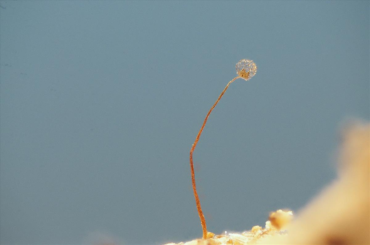 Cribraria pertenuis (door Jan Plaisier)